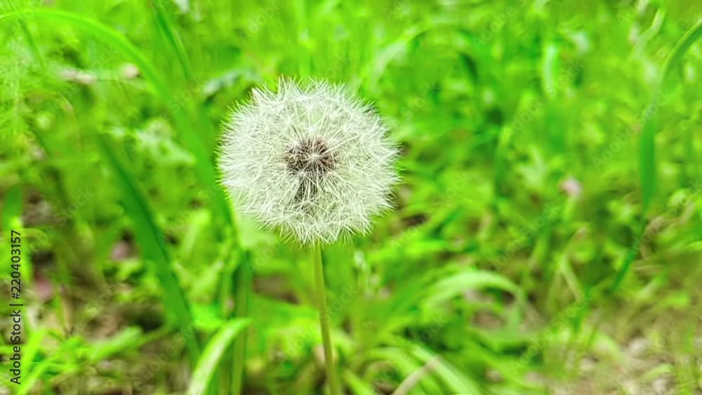 softly white flower dandelion on the green grass background, concept of spring is coming, slow motion movement softly white flower dandelion on the green grass background, concept of spring is coming, slow motion movement