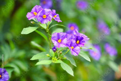 Purple flowers of Solanum rantonnetii known as blue potato bush (Lycianthes rantonnetii)