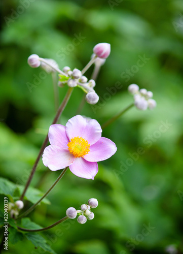 Pink flower of Chinese anemone / Anemone hupehensis in the garden