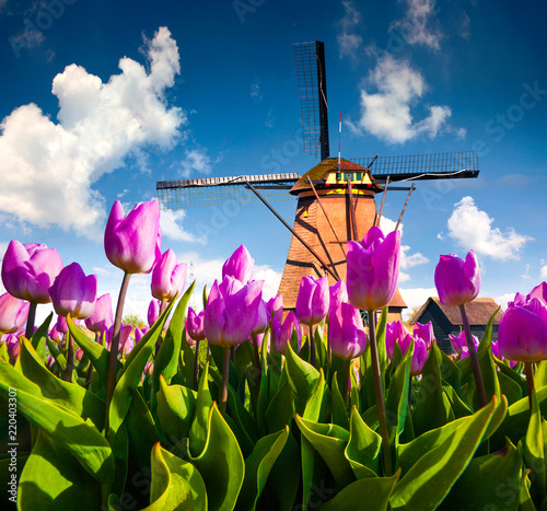 The famous Dutch windmills among blooming pink tulip flowers #220403307