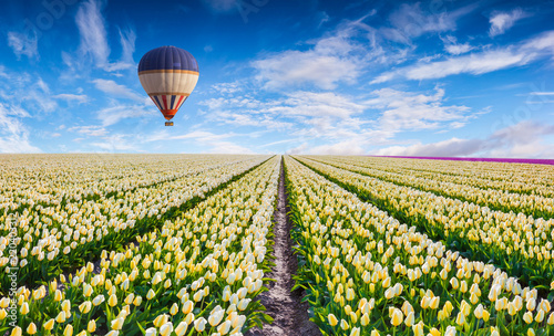 Flying on the balloon under the field of blooming white tulip flowers