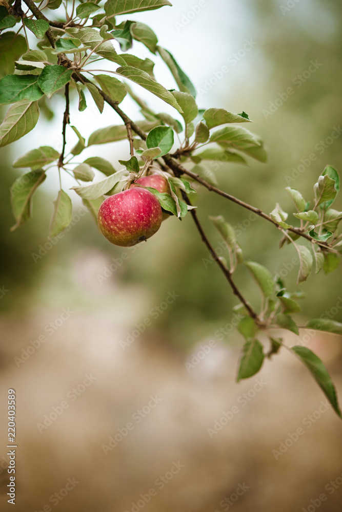 Red apples on apple tree in the garden
