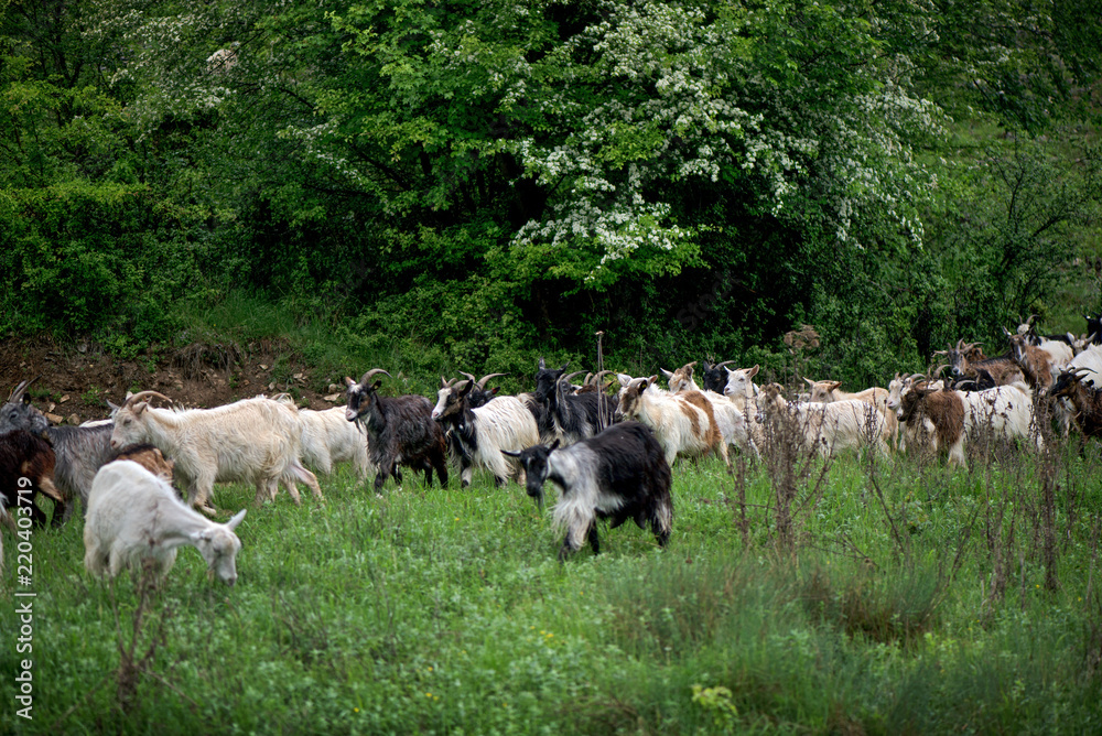 Herd of goats coming from pasture to paddock in village in late summer evening. Green forest next to mountain meadow.  