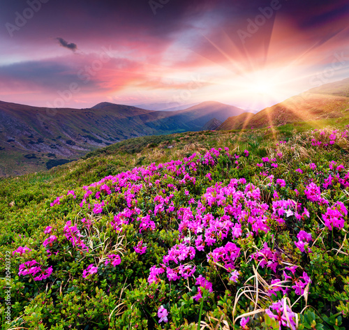 Magic pink rhododendron flowers in the mountains © Andrew Mayovskyy