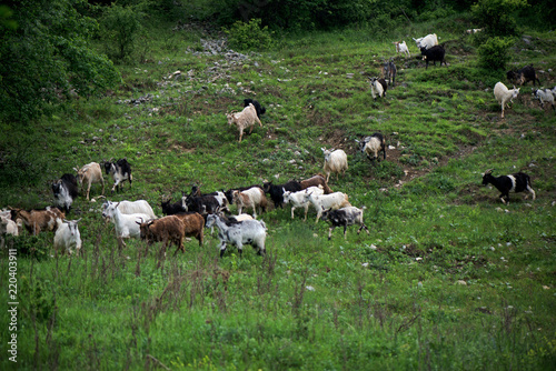 Herd of goats coming from pasture to paddock in village in late summer evening. Green forest next to mountain meadow. 