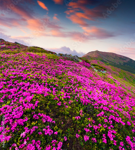 Colorful summer sunrise with fields of blooming rhododendron flowers