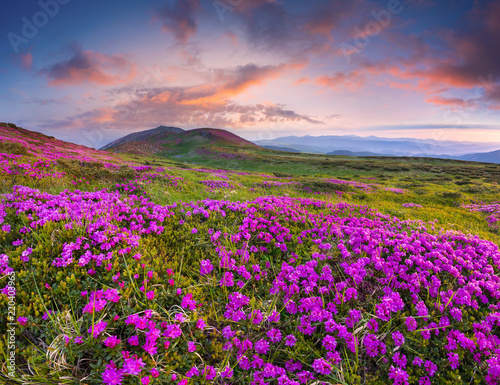 Colorful summer sunset with fields of blooming rhododendron flowers.