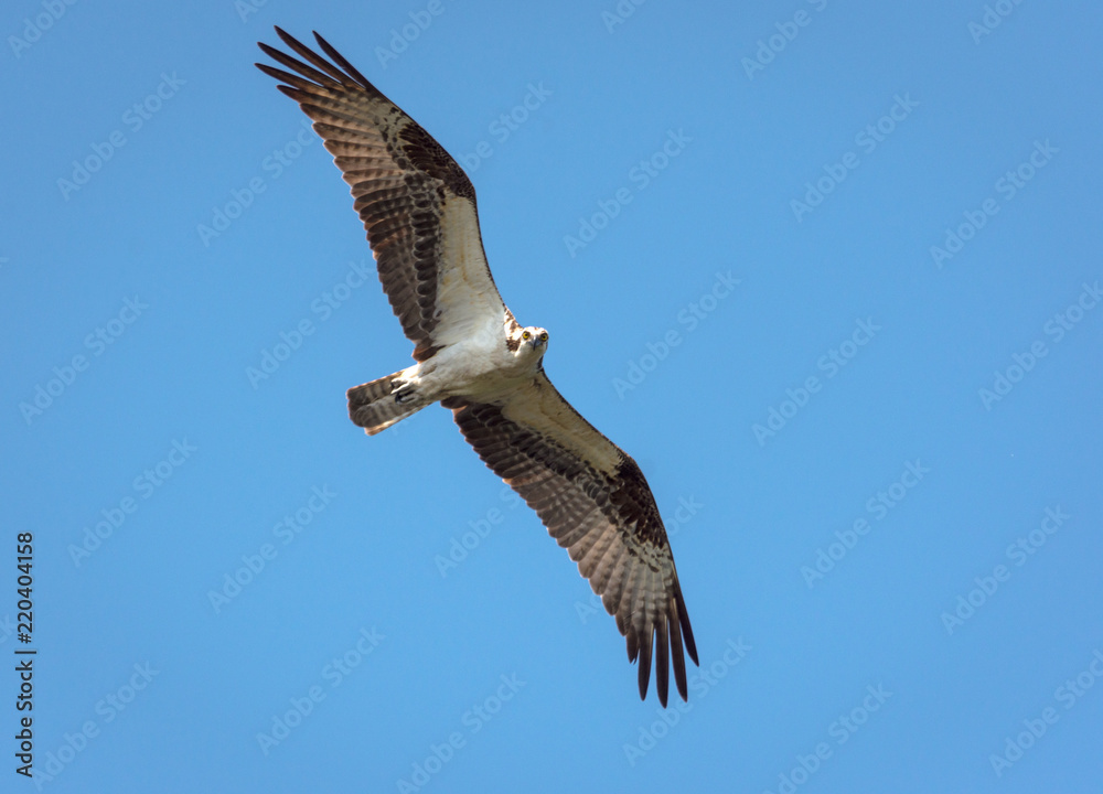 Osprey Flying Blue Sky