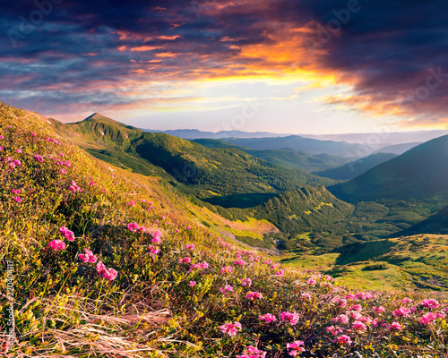 Dramatic summer sunrise with fields of blooming rhododendron flowers