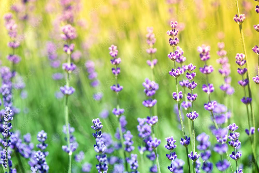 Blossoming lavender field, meadow at sunrise, springs blossoms for bees collecting nectar and pollinating new flowers. Beautiful summer morning or evening purple background