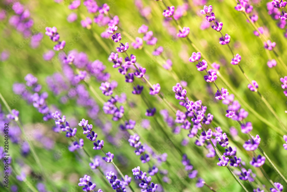 Obraz premium Blossoming lavender field, meadow at sunrise, springs blossoms for bees collecting nectar and pollinating new flowers. Beautiful summer morning or evening purple background