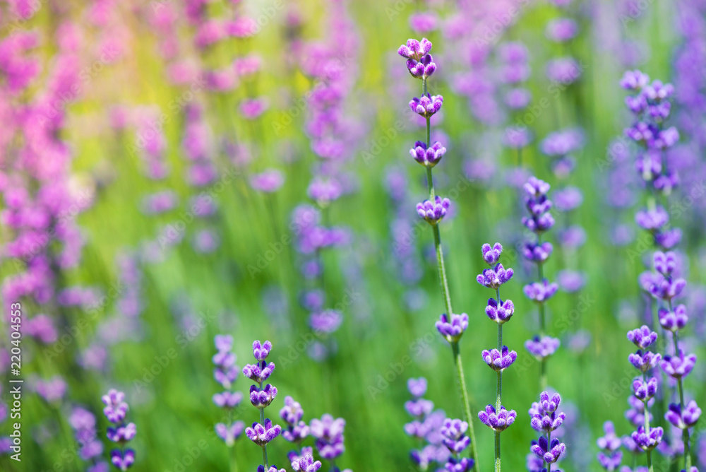 Blossoming lavender field, meadow at sunrise, springs blossoms for bees collecting nectar and pollinating new flowers. Beautiful summer morning or evening purple background Blossoming lavender field, meadow at sunrise, springs blossoms for bees collecting nectar and pollinating new flowers. Beautiful summer morning or evening purple background