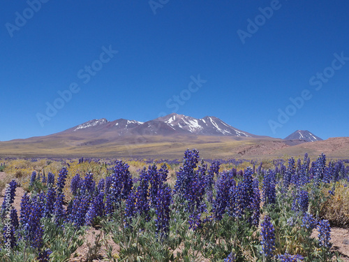 Lupine field in San Pedro de Atacama  Chile