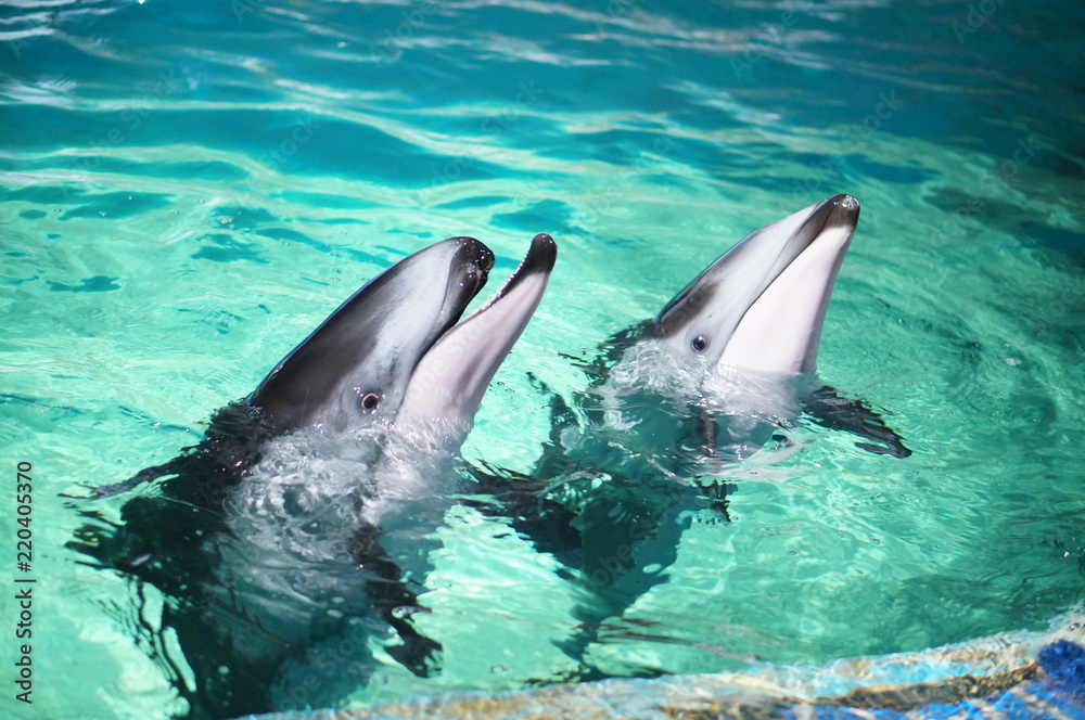 Obraz premium イルカ