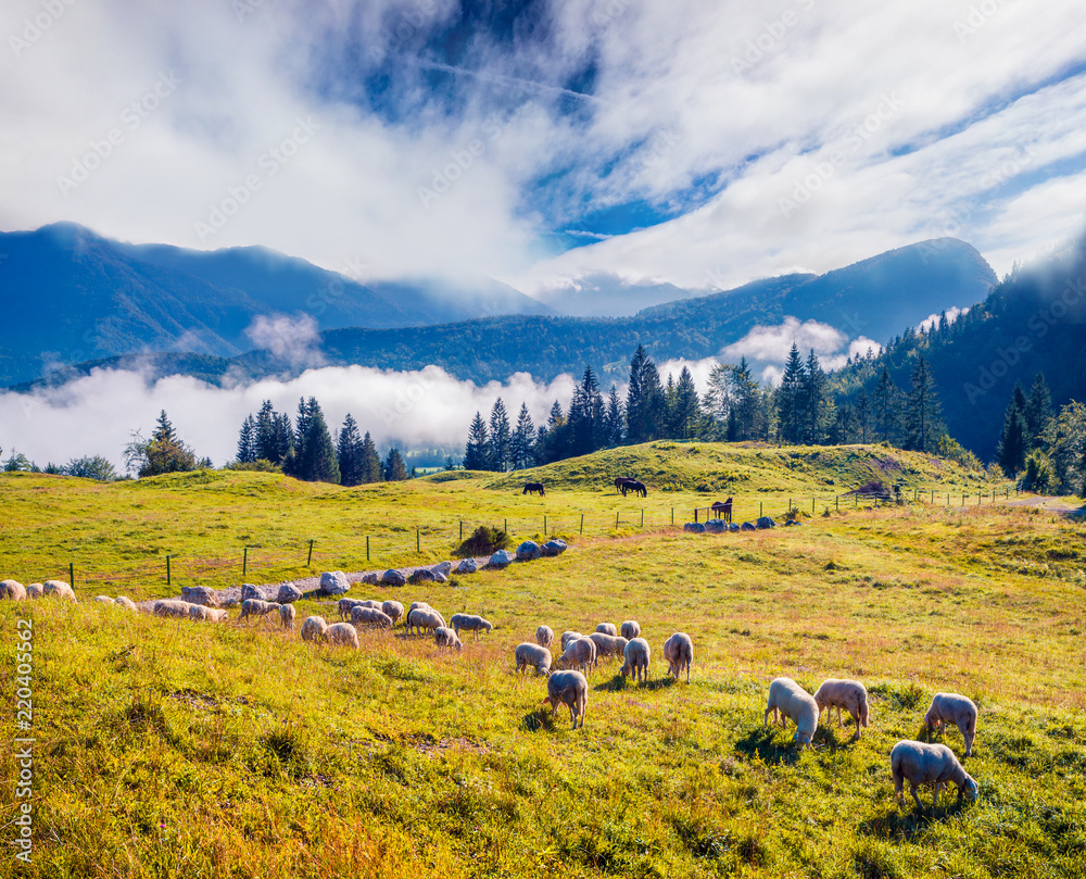 Sunny summer landscape with sheep in the pasture.
