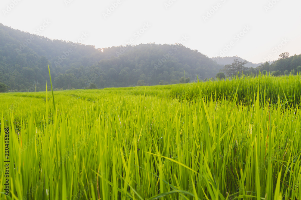 Growing Green Rice Field in the Village
