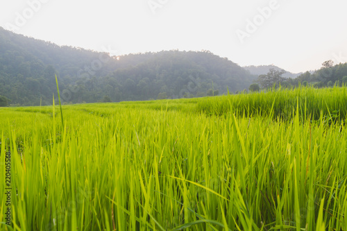 Growing Green Rice Field in the Village