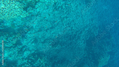 Fish and corals in the red sea in Egypt.