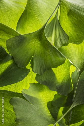 Foto the background from fresh green Ginkgo biloba leaves