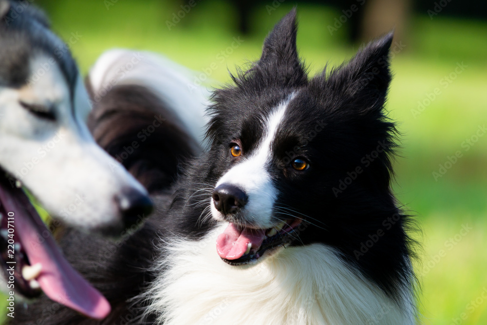 Dogs play with each other. Border Collie. Merry fuss. Aggressive dog. Training of dogs. Education, cynology, intensive training of young dogs. Young energetic dog on a walk. Enjoying, playing Dogs play with each other. Border Collie. Merry fuss. Aggressive dog. Training of dogs. Education, cynology, intensive training of young dogs. Young energetic dog on a walk. Enjoying, playing