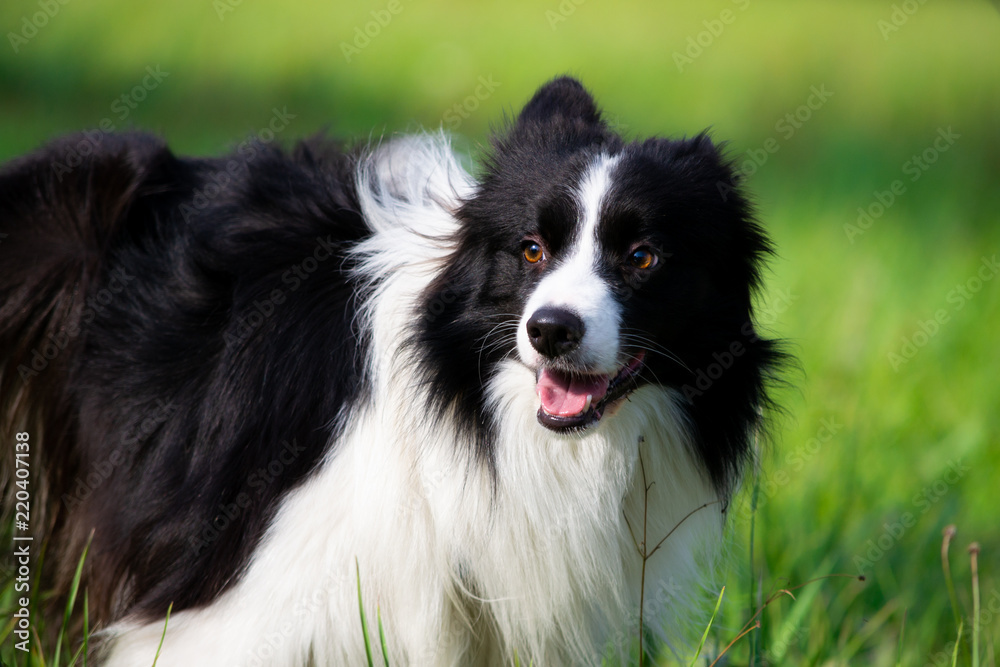Young energetic dog on a walk. Border Collie. Emotions. Training of dogs. Whiskers, portrait, closeup. Enjoying, playing