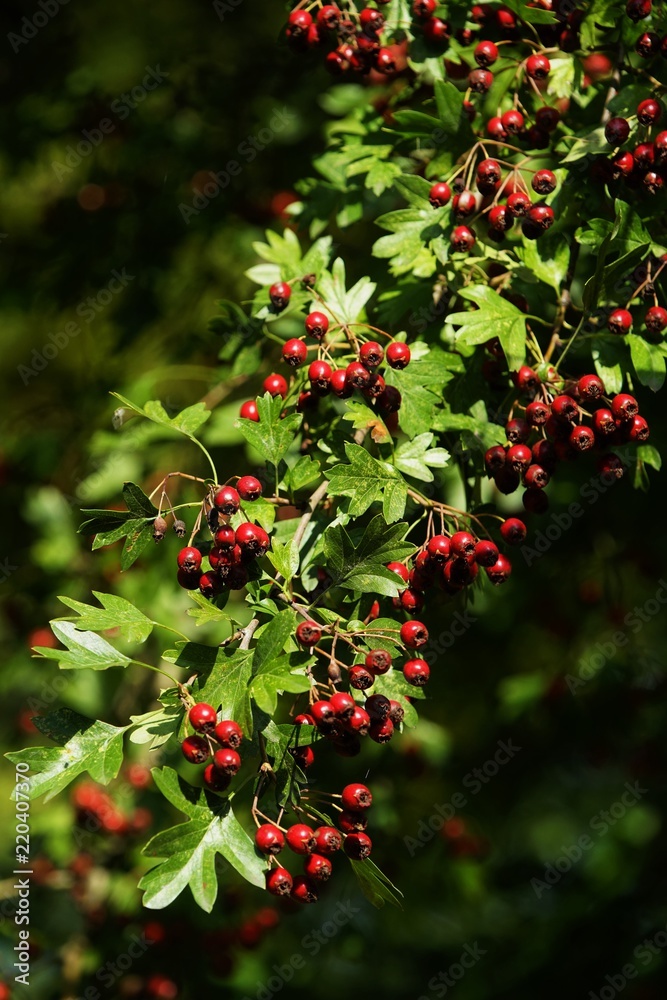 Fruits of the hawthorn Crataegus monogyna  