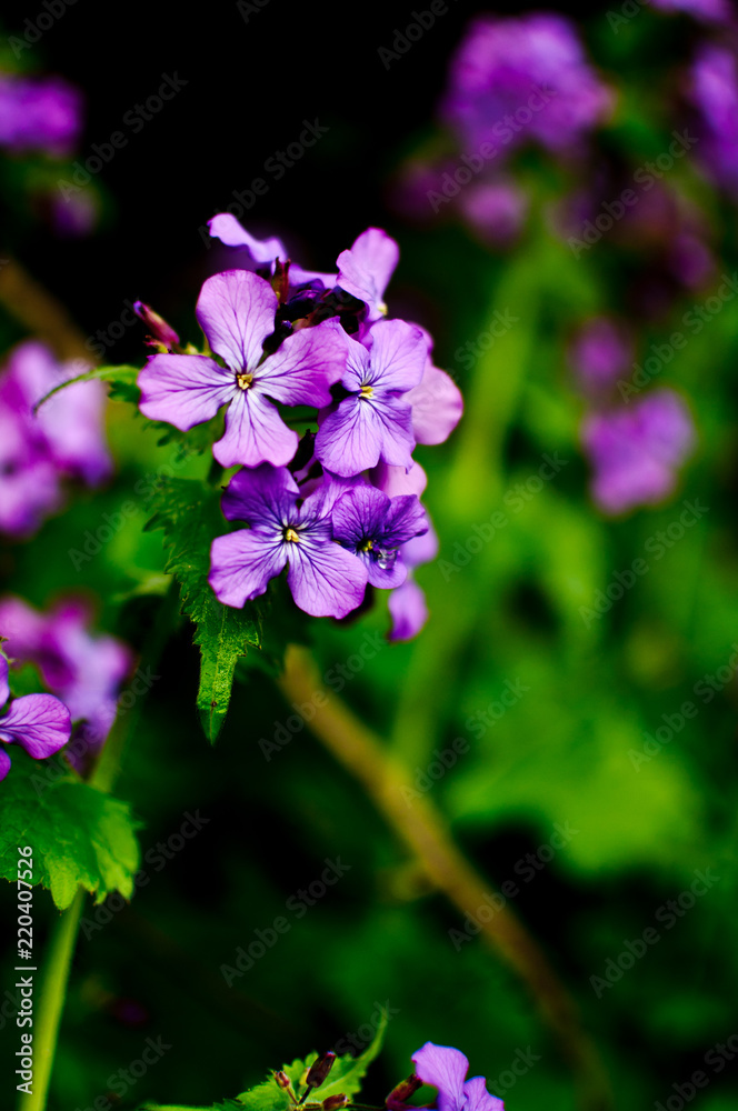 Small Purple Blooms