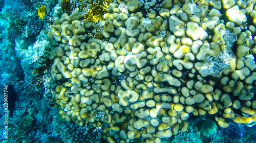 Fototapeta Naklejka Na Ścianę i Meble -  Fish and corals in the red sea in Egypt.