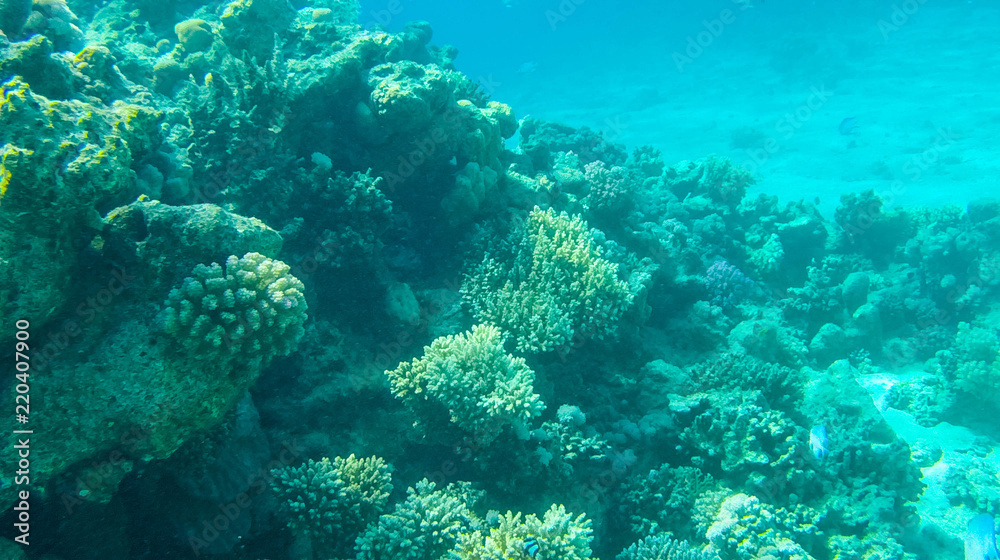 Obraz premium Fish and corals in the red sea in Egypt.