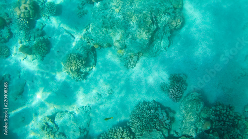 Fish and corals in the red sea in Egypt.