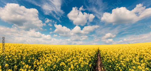 Sunny spring view of the field of blooming colza. Picturesque morning scene of the countryside. Beauty of nature concept background.