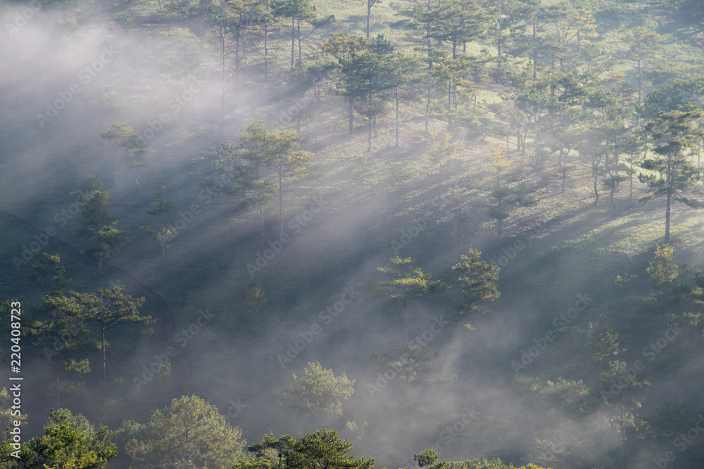 Best of background pine forest with dense fog and sunrays at the dawn ...