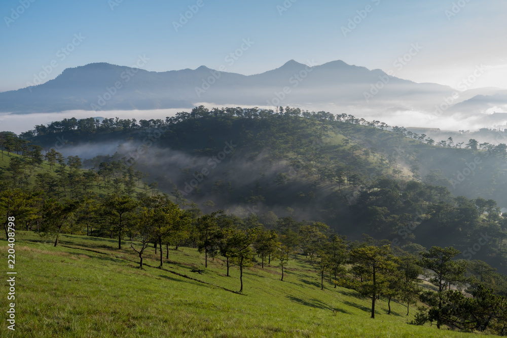Best of background pine forest with dense fog and sunrays at the dawn ...