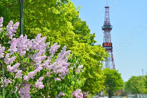 さっぽろライラック祭り