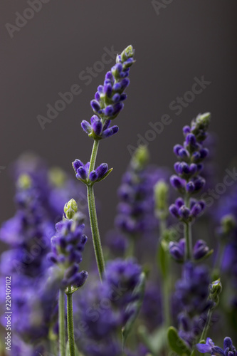 Fototapeta Naklejka Na Ścianę i Meble -  Lavendelpflanze in voller Blüte