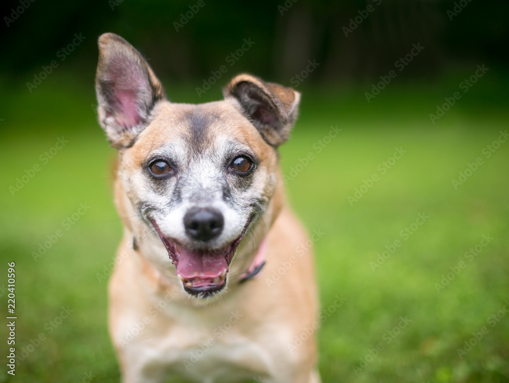 A happy Terrier mixed breed dog with one straight ear and one folded ear