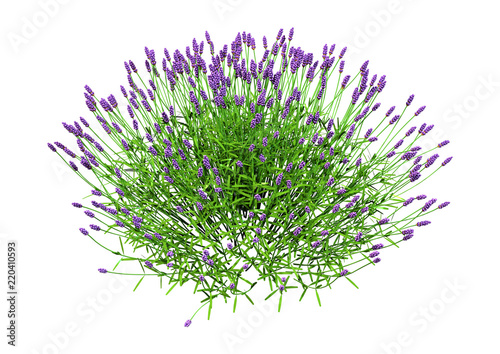 Fototapeta Naklejka Na Ścianę i Meble -  3D Rendering Lavender Flowers on White