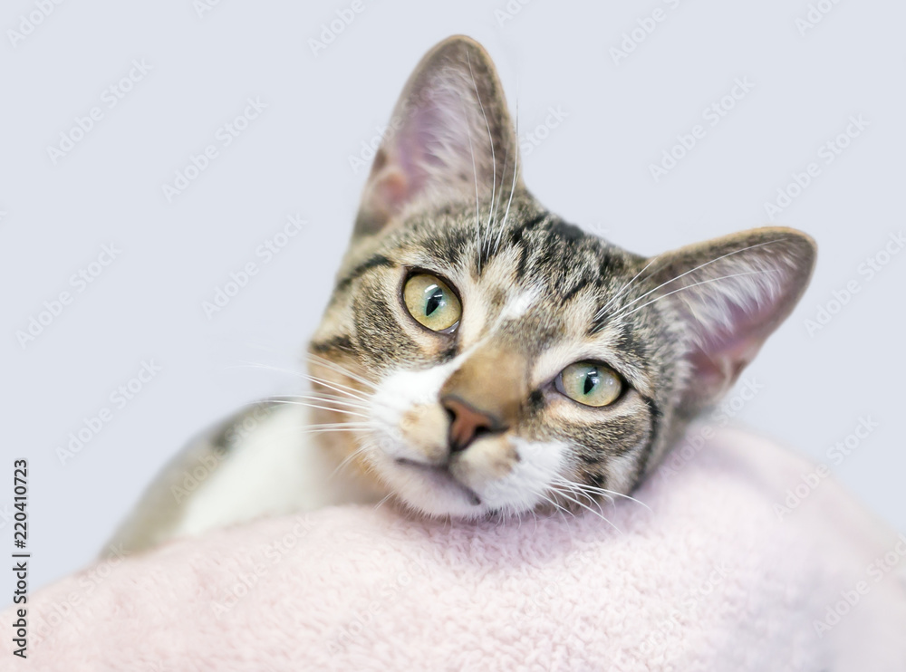 A domestic shorthair cat with brown tabby and white markings relaxing on a cat bed