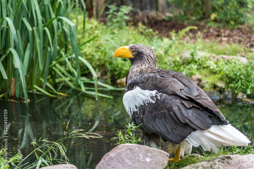 eagle near the water eagle near the water