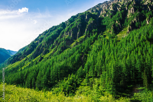 Giant mountain slope with conifer forest in sunny day. Texture of tops of coniferous trees on mountainside in sunlight. Steep rocky cliff. Vivid landscape of majestic nature. View from meadow on hill.