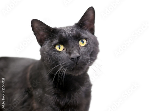 A black domestic shorthair cat with yellow eyes