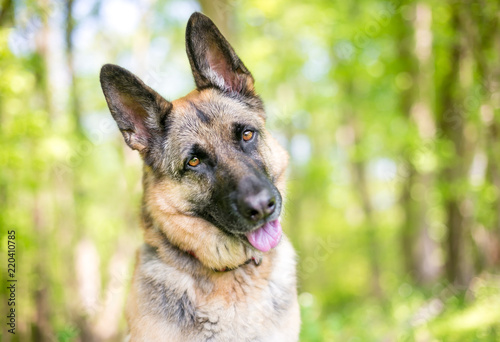 A purebred German Shepherd dog outdoors, listening with a head tilt