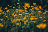 Macro of flowers and grass with beautiful bokeh