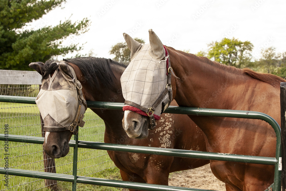 Fototapeta premium A bay and a chestnut horse with fly masks on look over a metal gate.