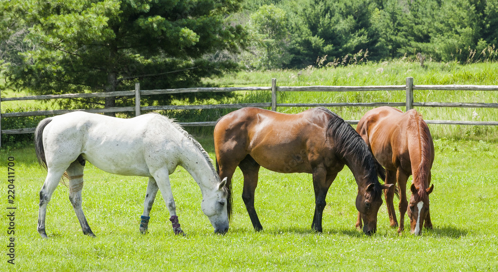 Naklejka premium Trzy konie, szarość, zatoka i wypas kasztanowca na pastwisku z płotem z szyny rozdzielczej i drzewami w tle w słoneczny dzień.