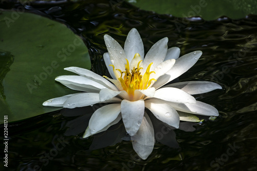 White water lily  Marliacea Rosea . Nymphaea in a pond on a background of dark green leaves. They are covered with water drops. Early morning