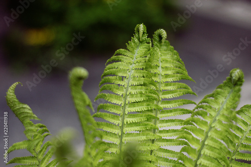 Macro of flowers and grass with beautiful bokeh