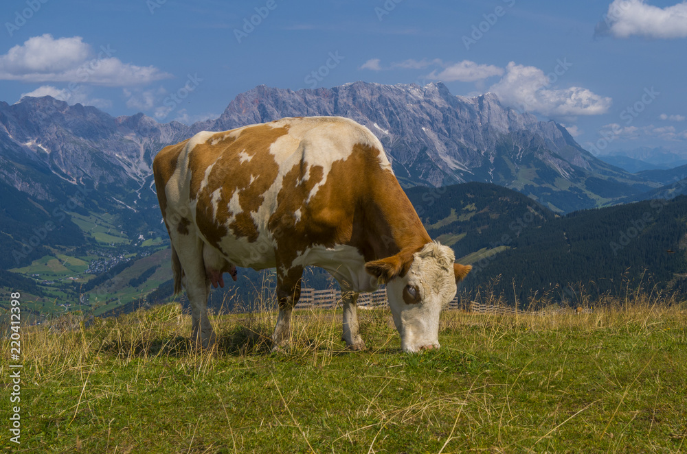 Naklejka premium Glückliche Kuh im Hochgebirge