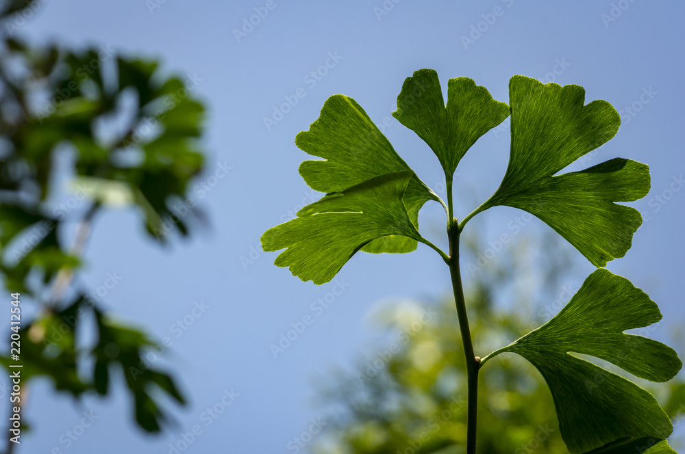 Obraz premium Brightly green carved leaves of Ginkgo biloba close-up against a background of blurry foliage. The natural light of the sunny day. The blue cloudless sky.