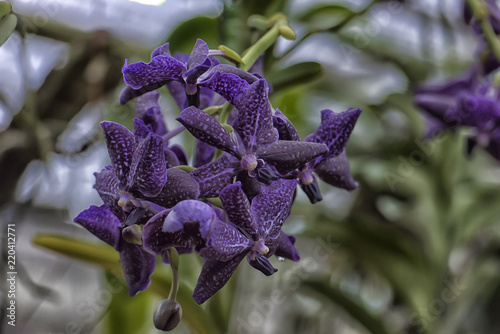 purple orchids on a branch photo